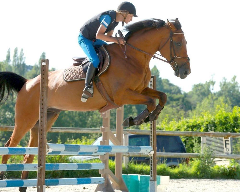 Elevage et vente de chevaux banniere Elevage et vente de chevaux banniere